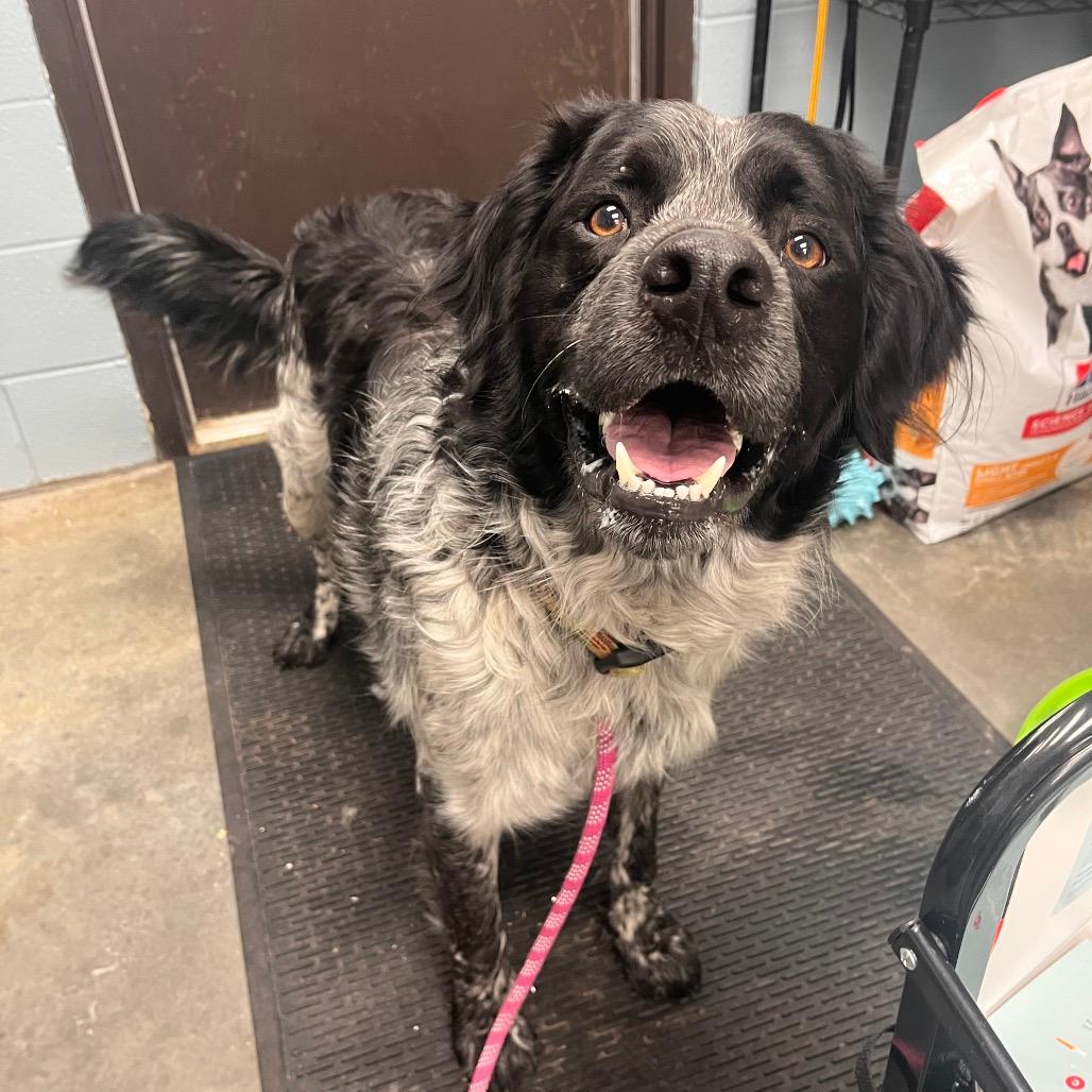 Spock (P202501559-B)