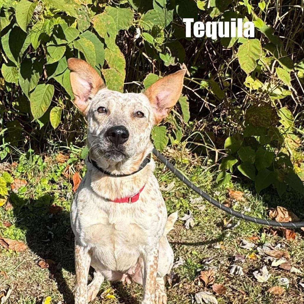 Tequila 
