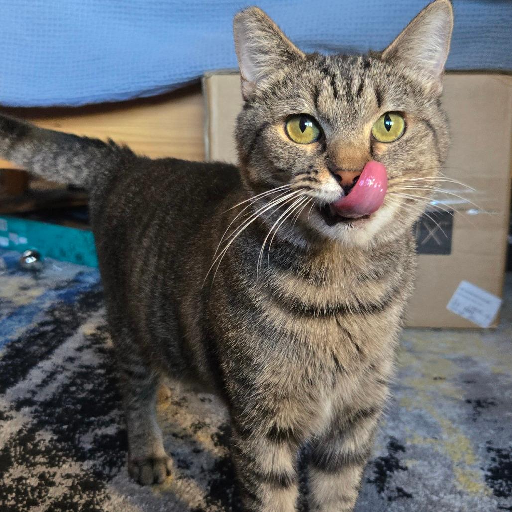 Tigress and Cubs - Tigress