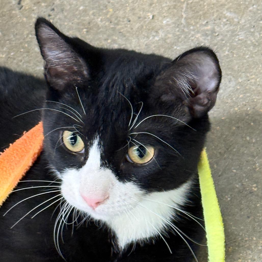 Nightcrawler (Largo 5)