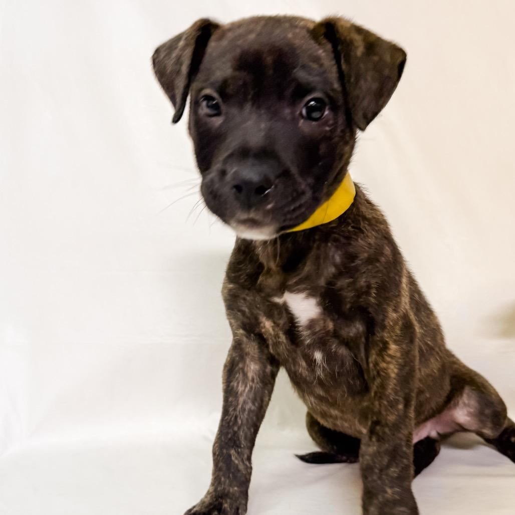 782 (2025) Hopscotch