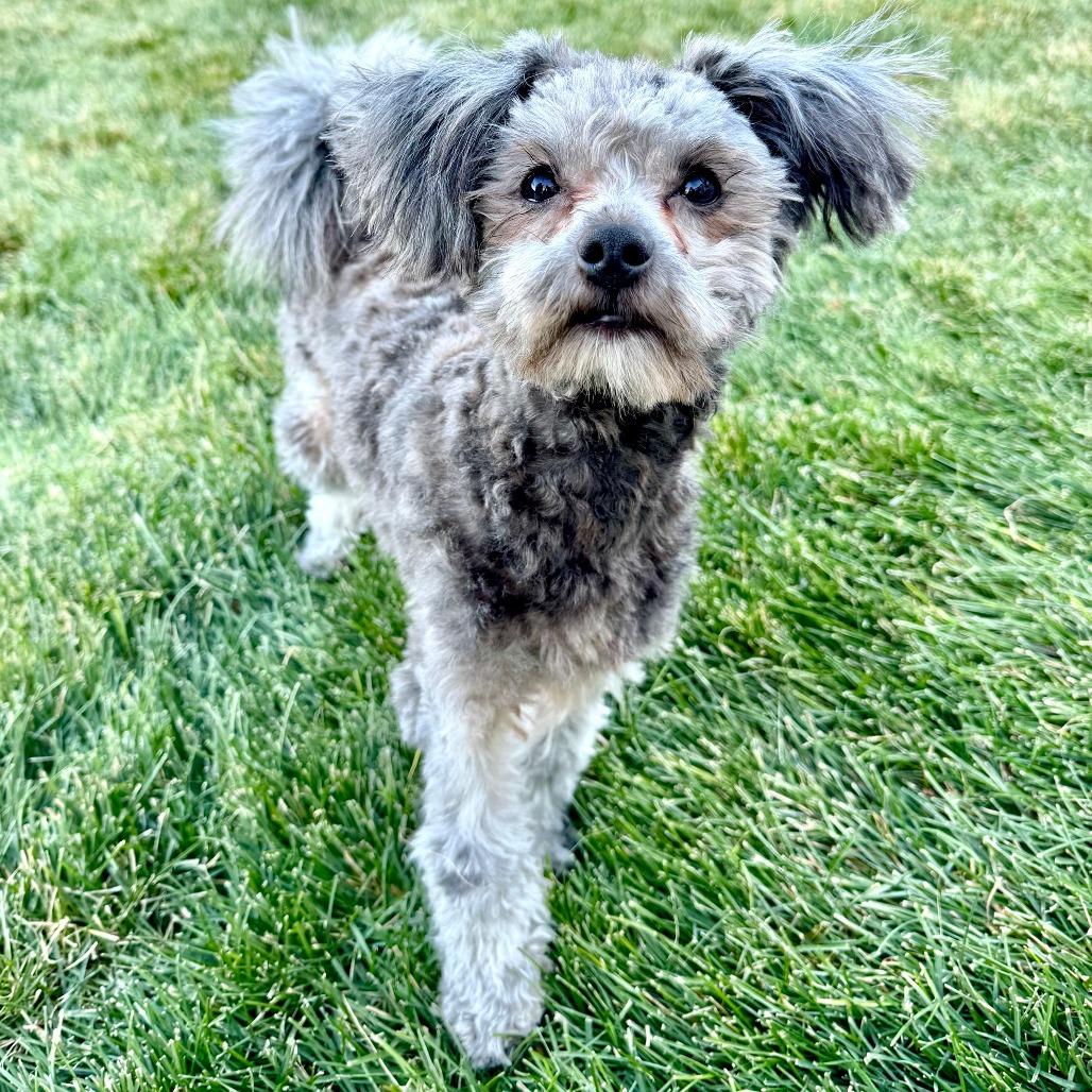 770 (2025) Pecan Pie