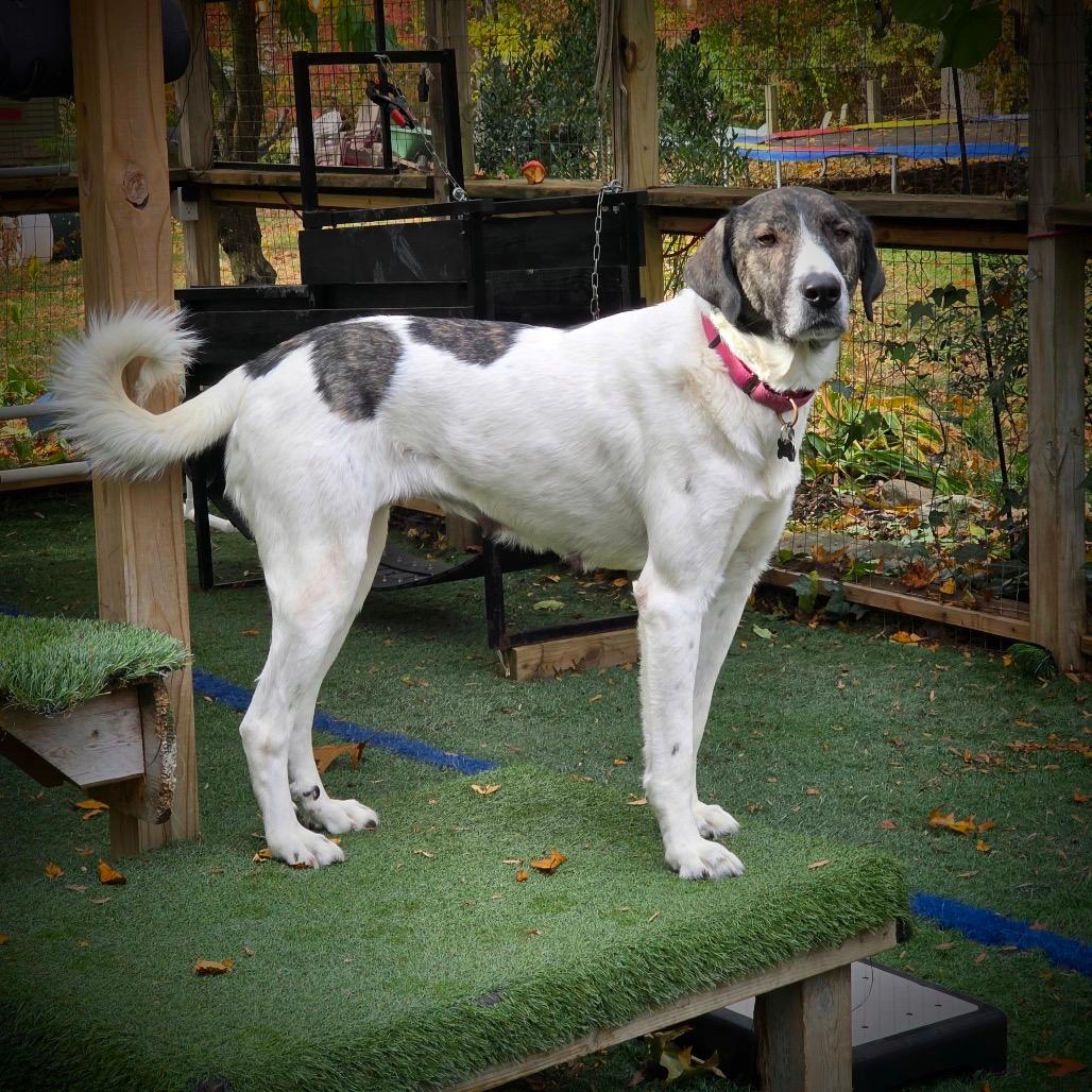 NY Camilla (Foster in Crompond)