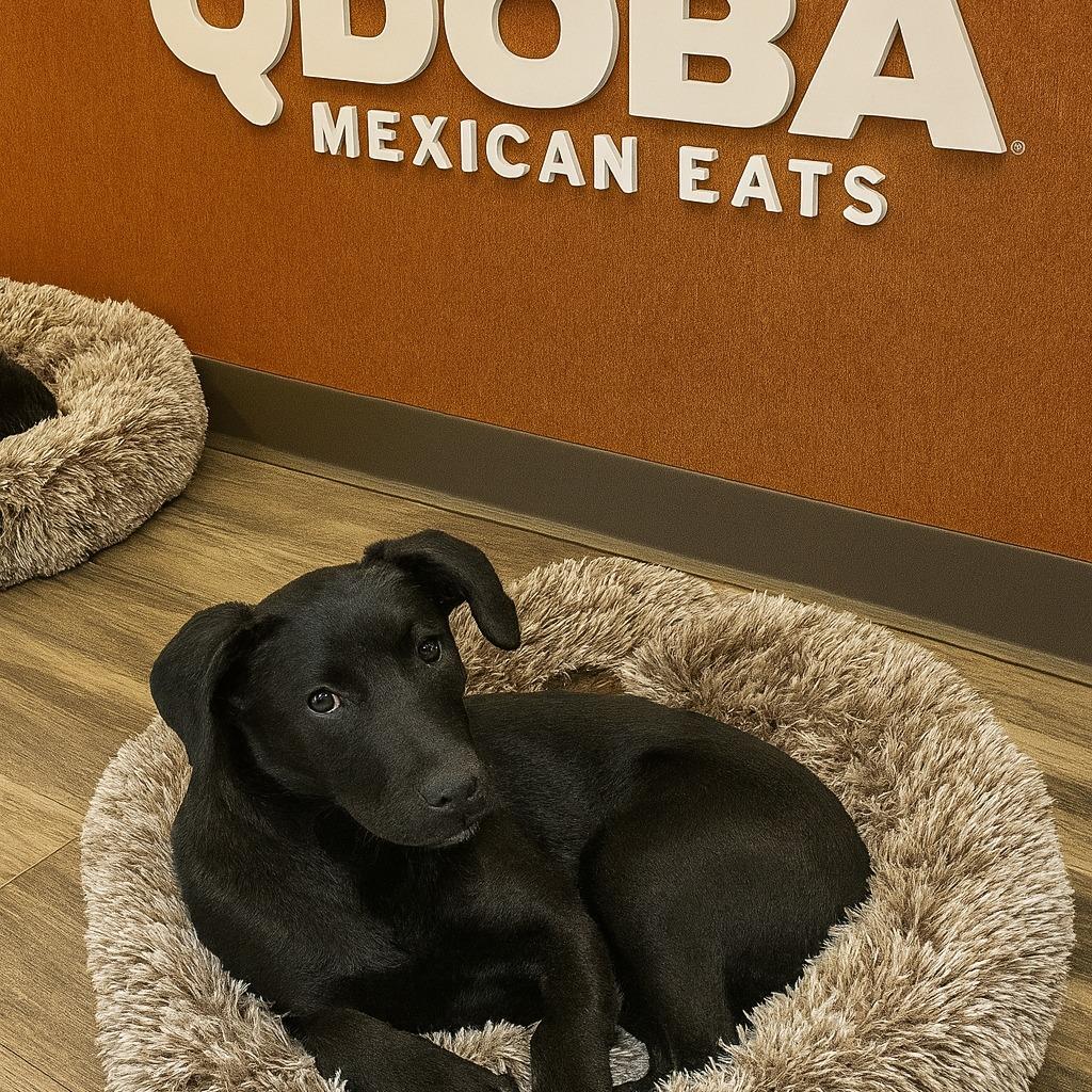 Qdoba