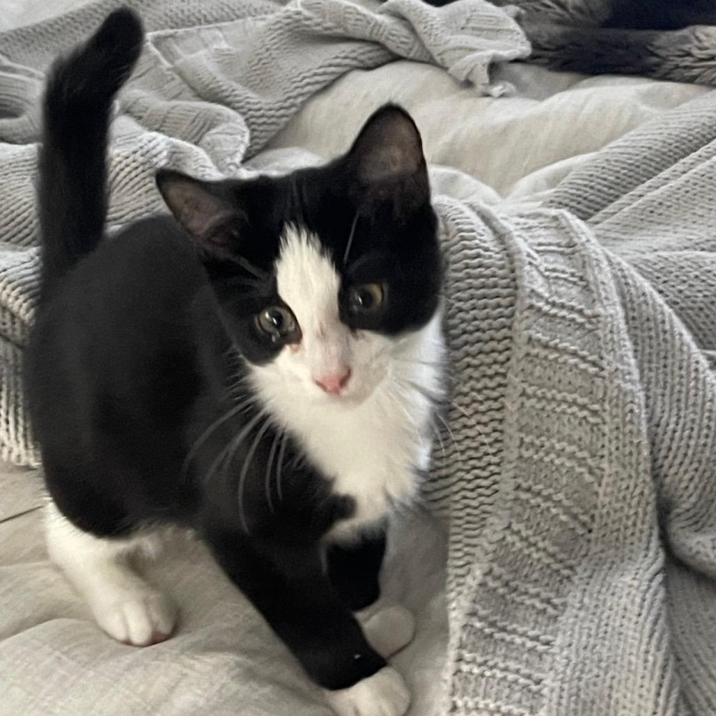 Pepper (Iranistan Kitten) 