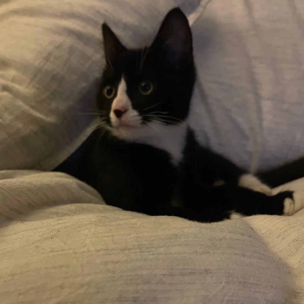 Peanut Iranistan Kitten 