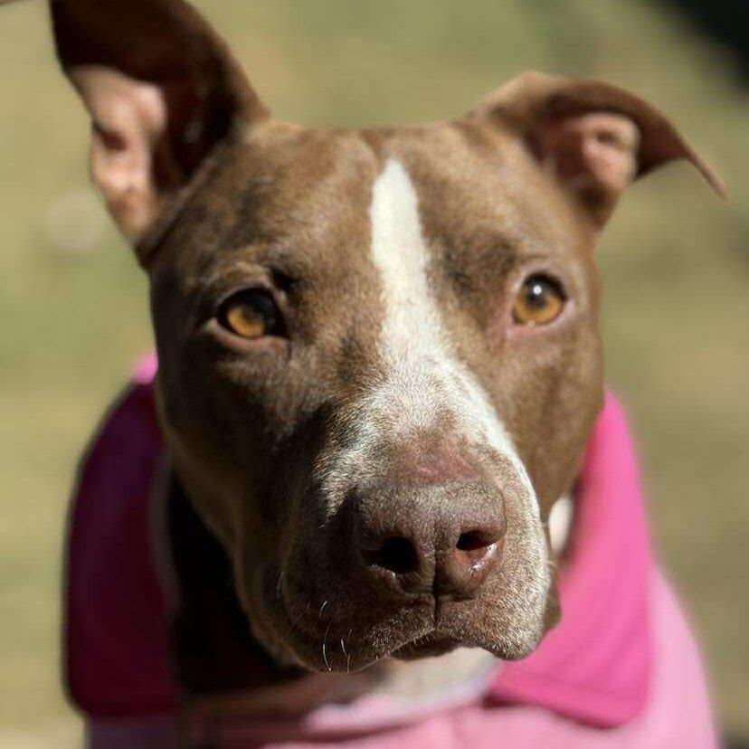 Princess Cheese Puff