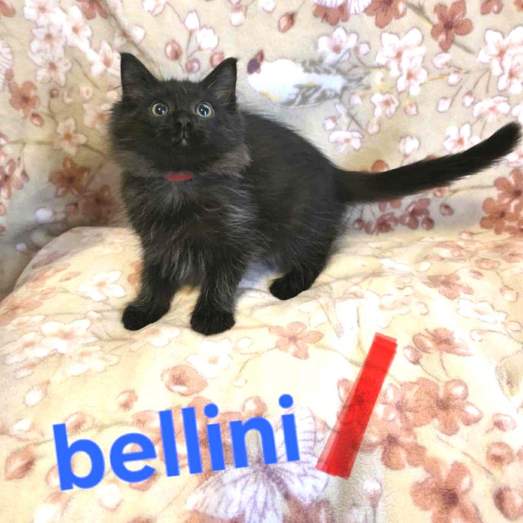 Bellini