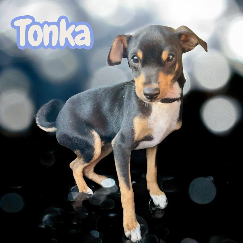 Tonka