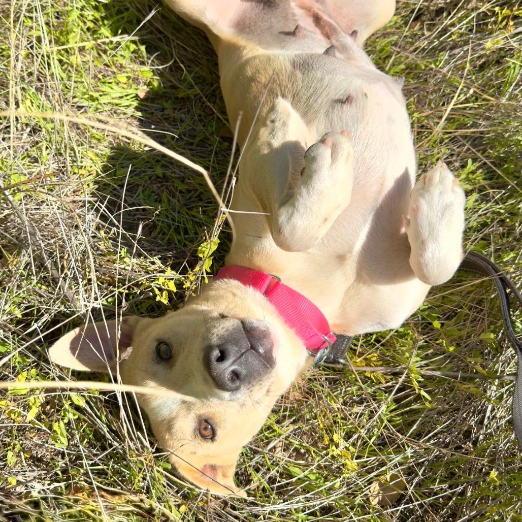 808 (2025) Butterbean