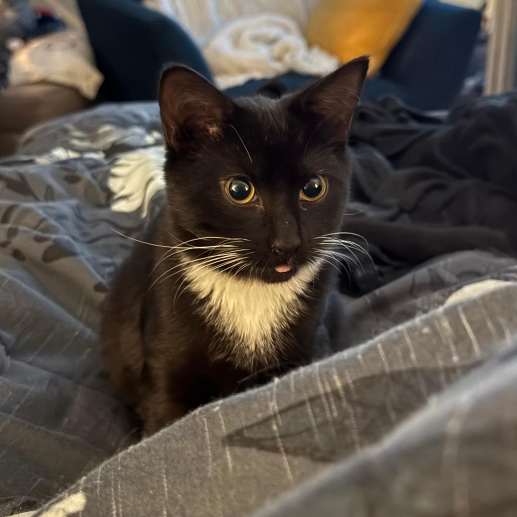 Lover (The Swifties)