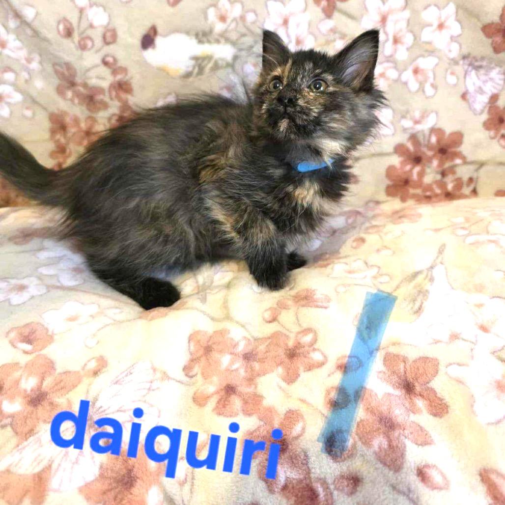 Daiquiri