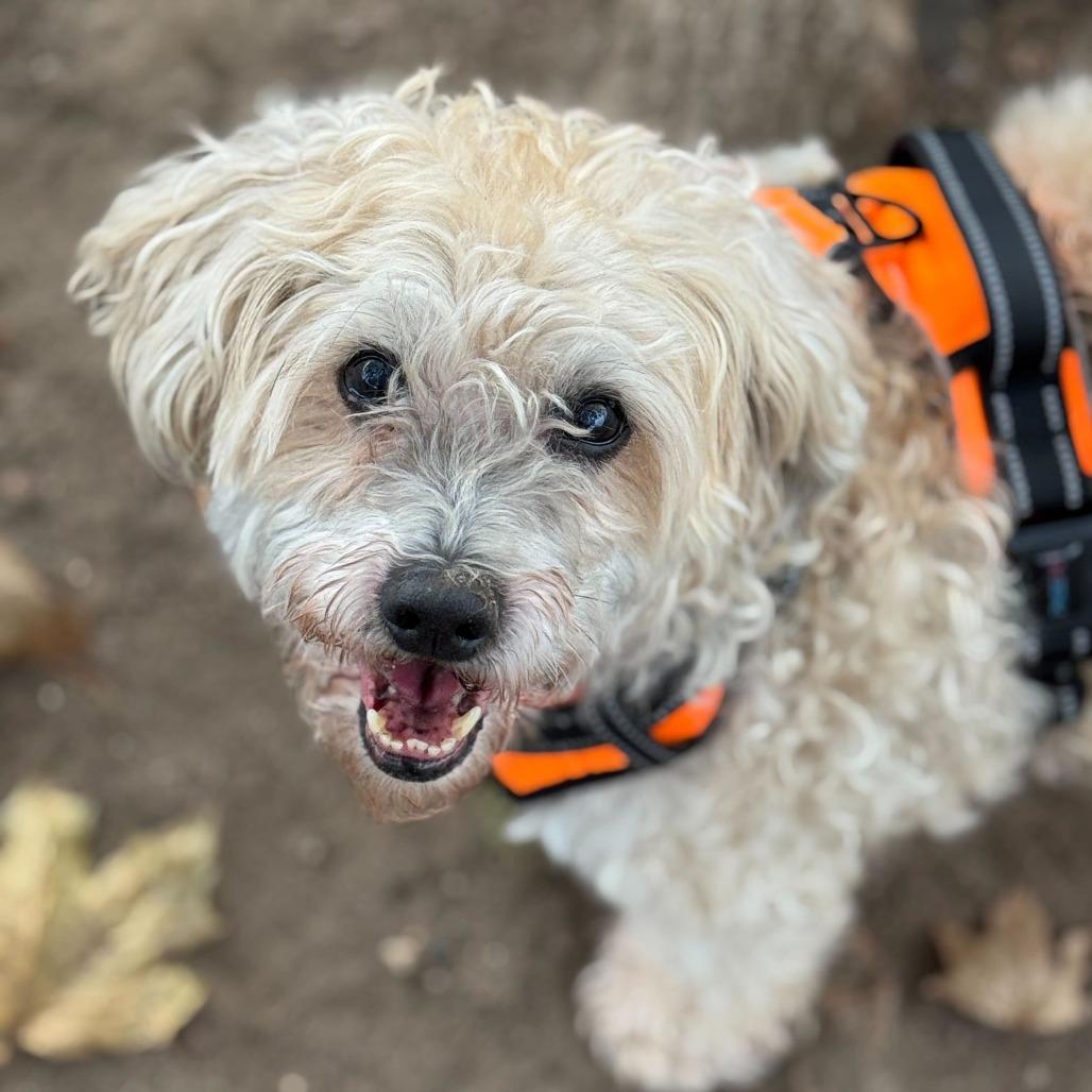 Pumpkin-$399 In Foster