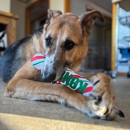 Bruno-In foster $399