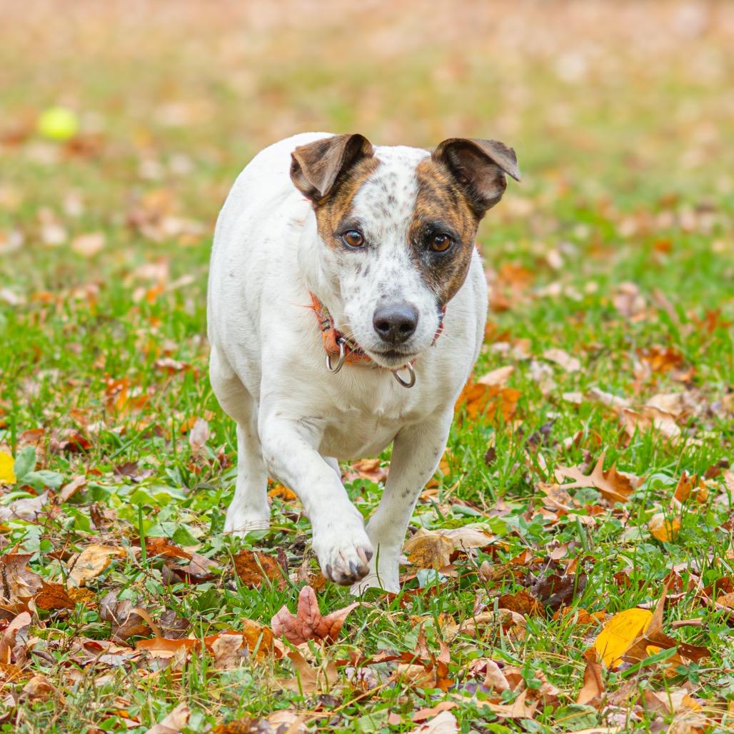 Zoomie (Bonded w/ Rusty)