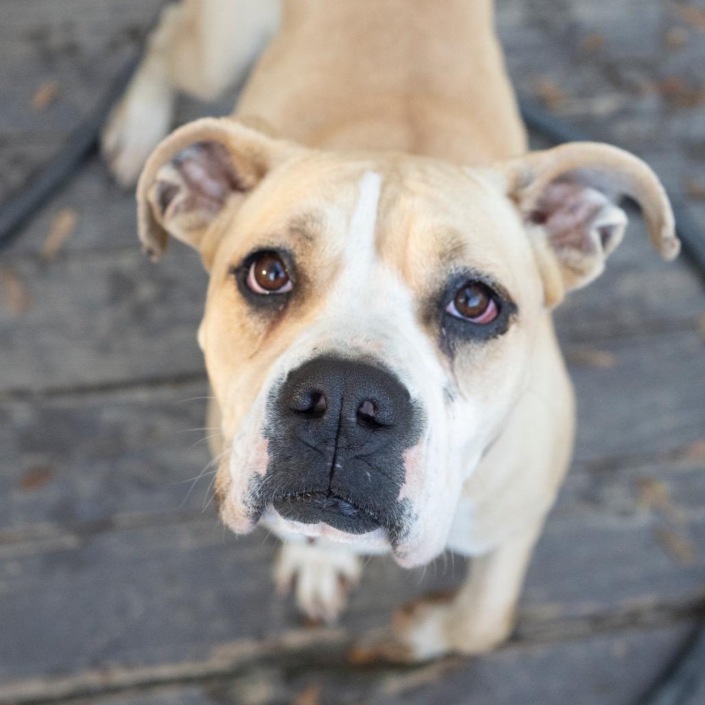 Nugget (Adoption Fee-SPONSORED!)