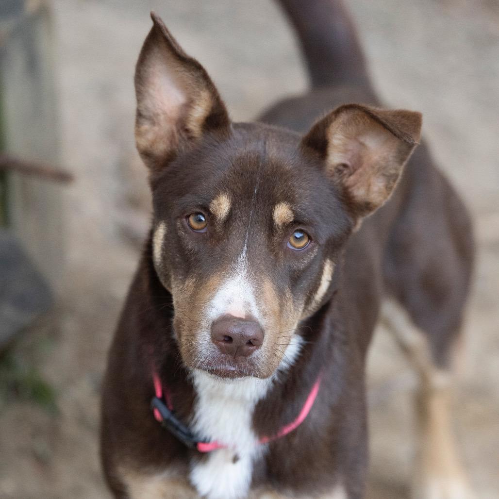 Callie-Adoption Fee SPONSORED!! (In Foster)