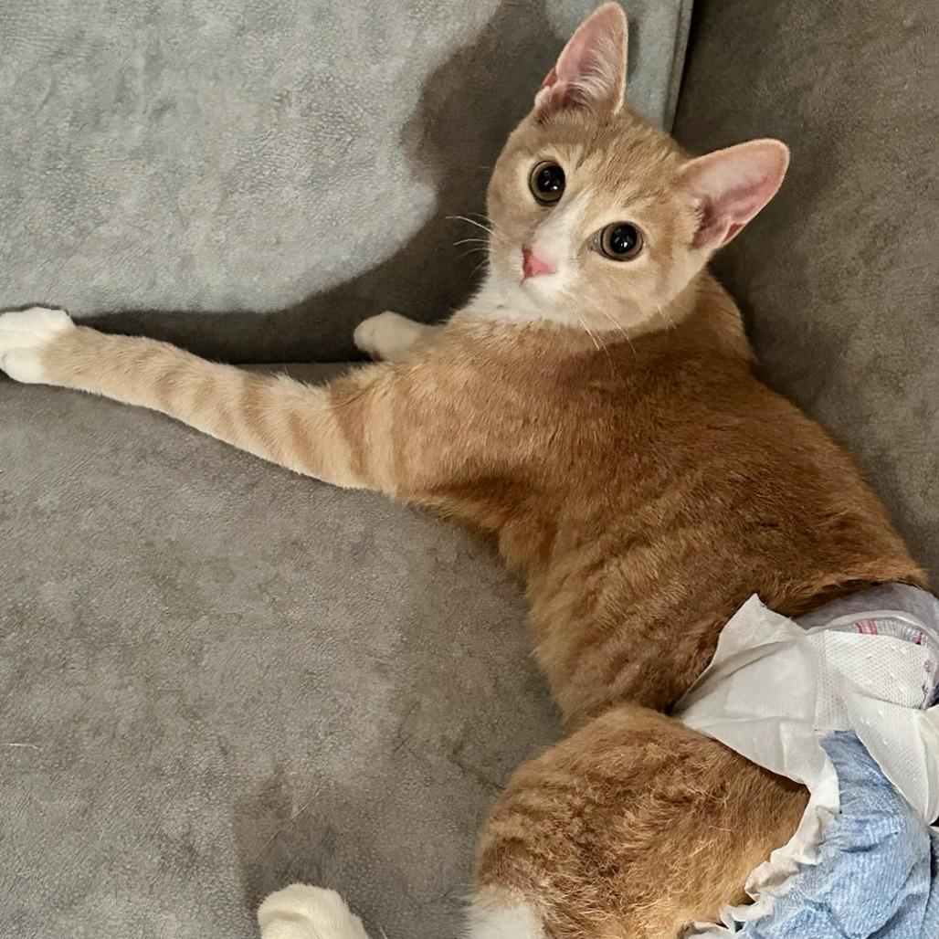 Dung Beetle (Manx Syndrome)  