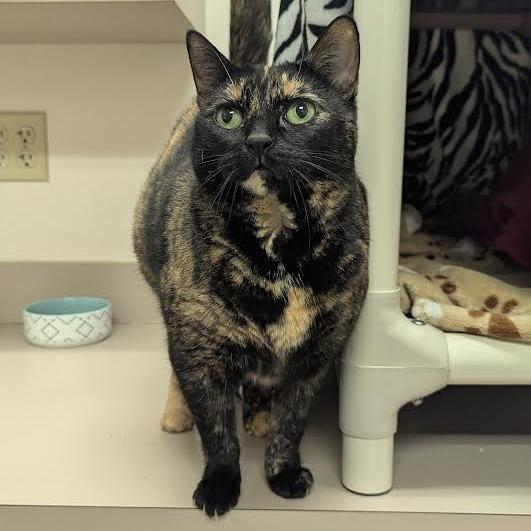 Mackerel- See My Video! - 50% OFF!