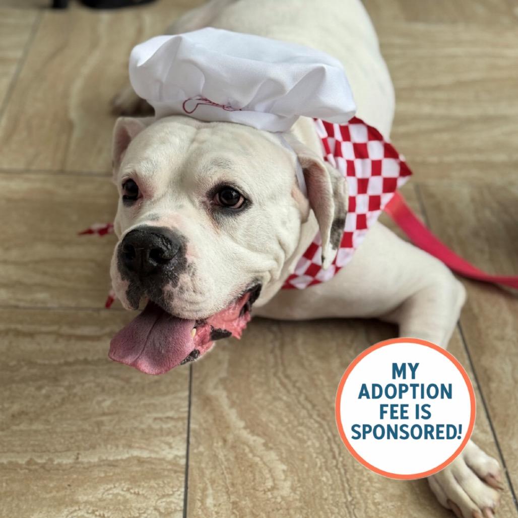 Brunswick - IN FOSTER