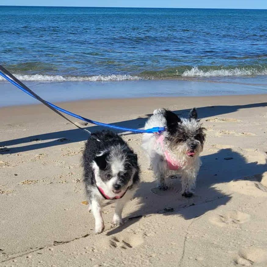 Lola- bonded with Lady