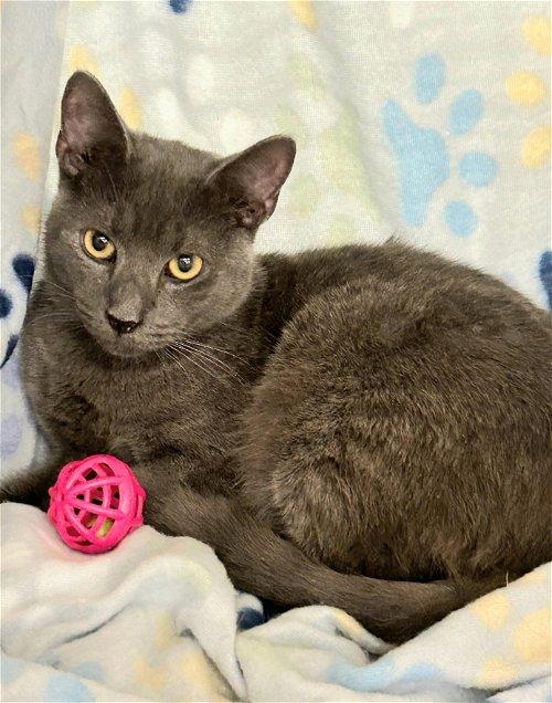 Love A Cat Frederick, MD Chewy