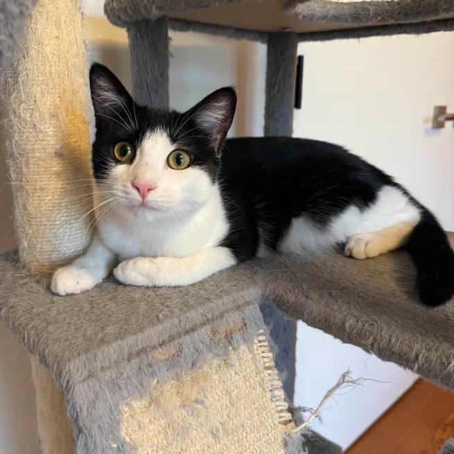 Nea(politin) (Church Ln Kitten 4)