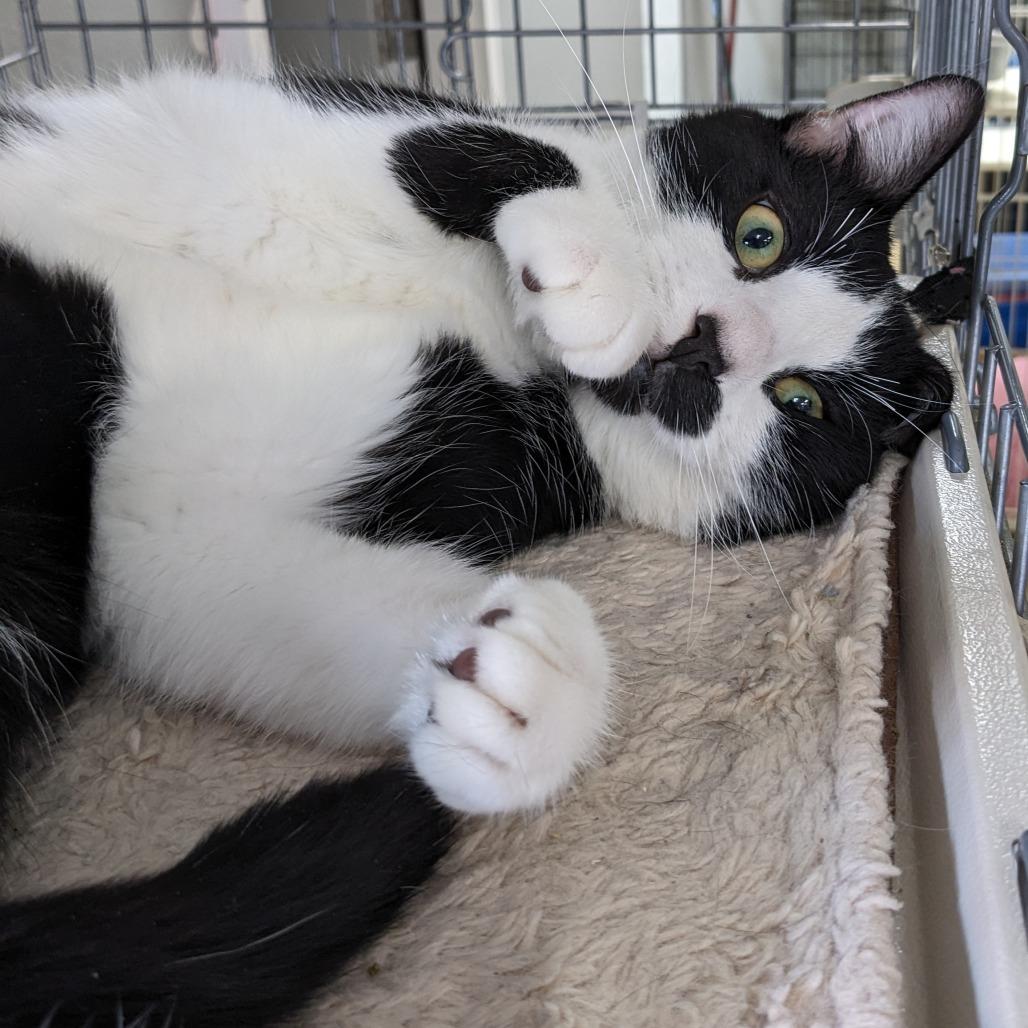 Makka- Eureka Petsense