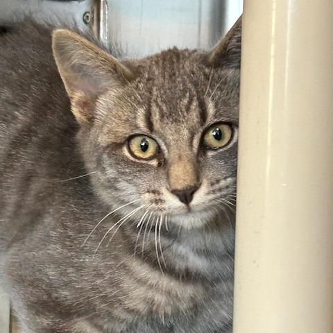 Paka-Spirit Kitten 50% off