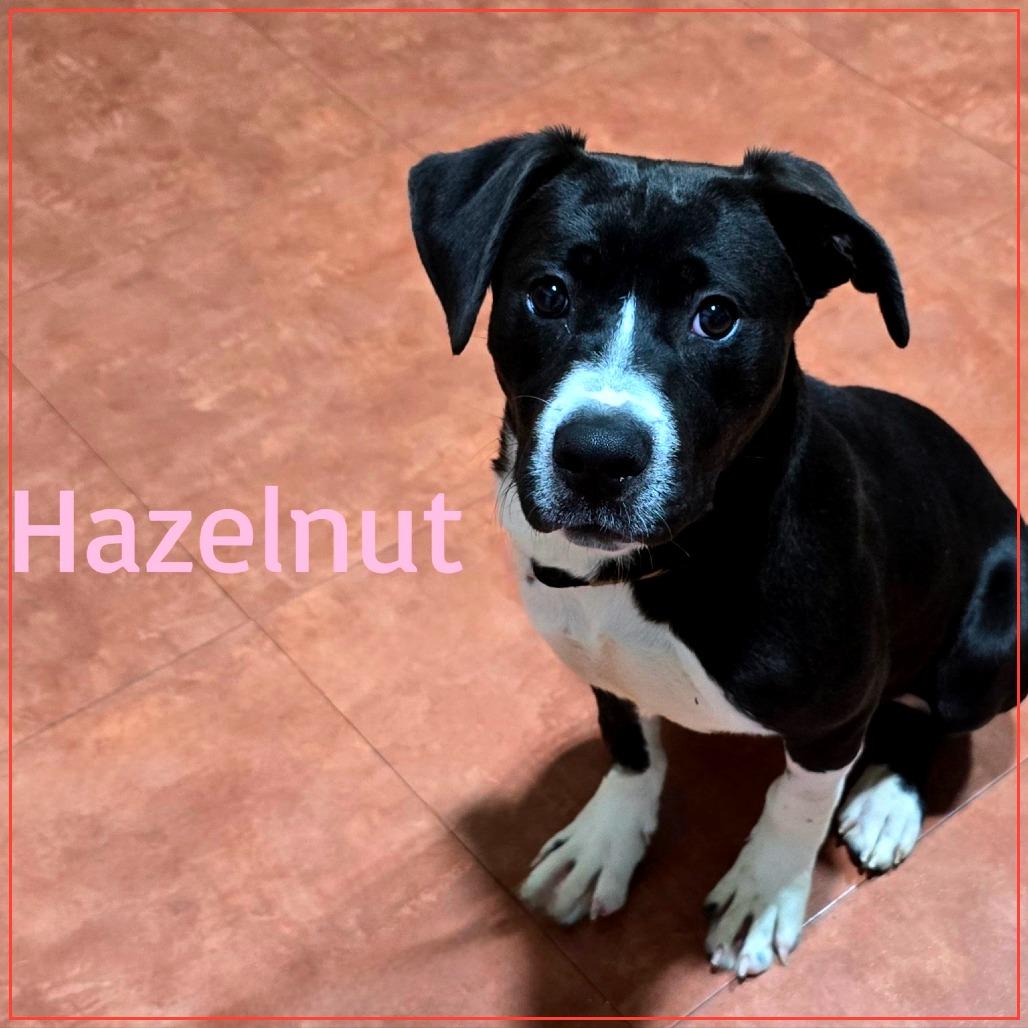 Hazelnut