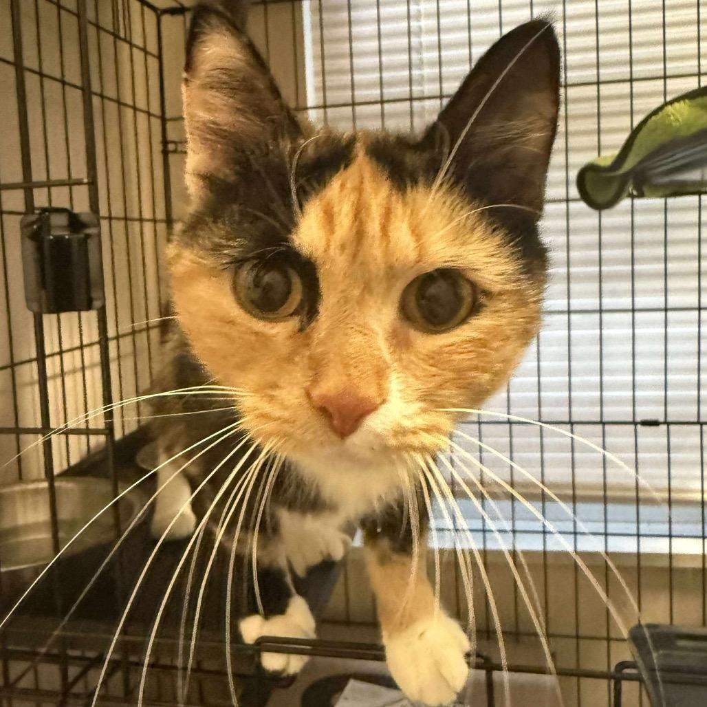 Calico Mom 