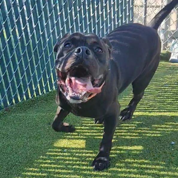 Worcestershire Sauce