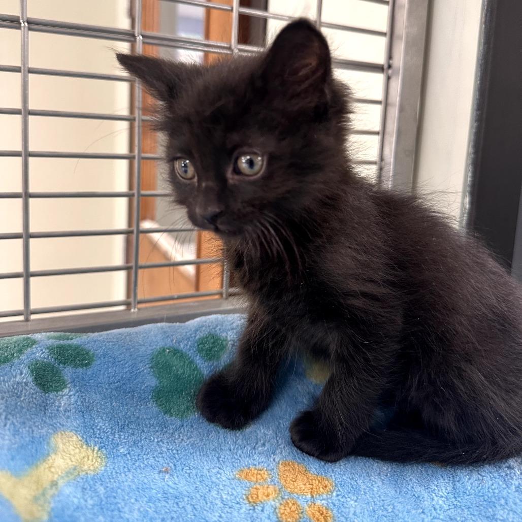 Allspice (25-11787F)