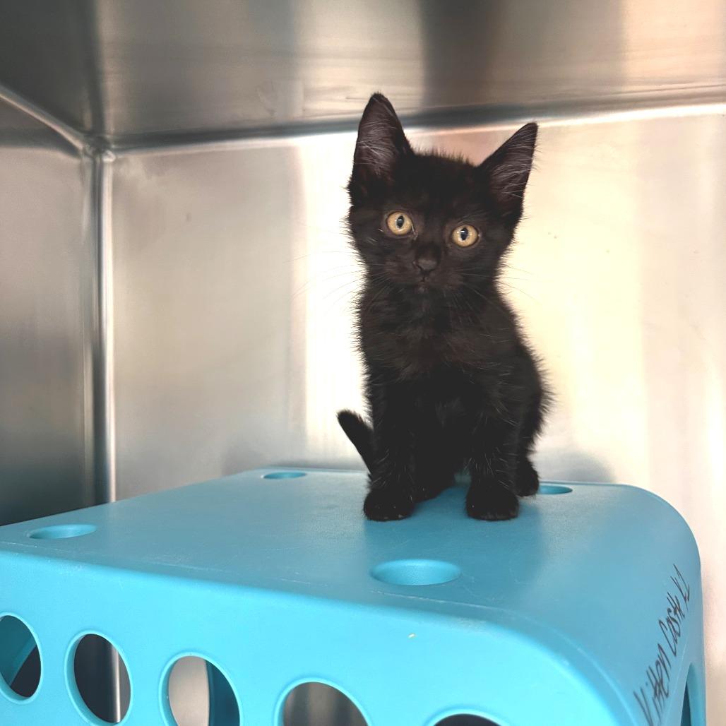 Collard Greens (25-10582A)