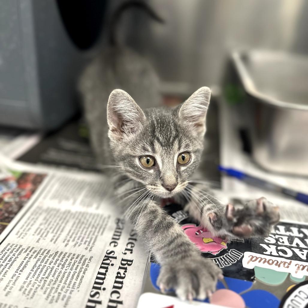 Gobble Gobble (25-10582D)