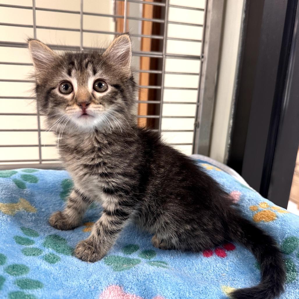 Chestnut (25-11787E)