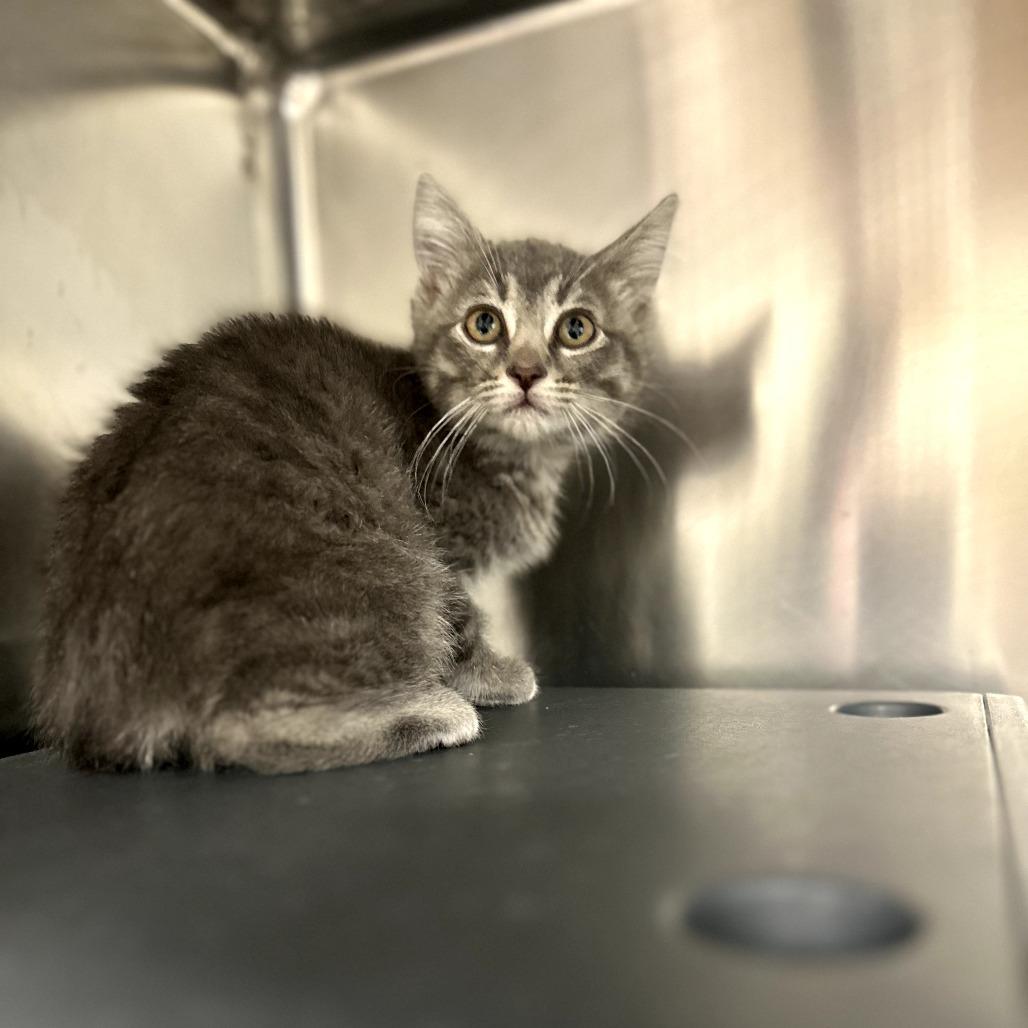 Pecan Toffee (25-10582C)