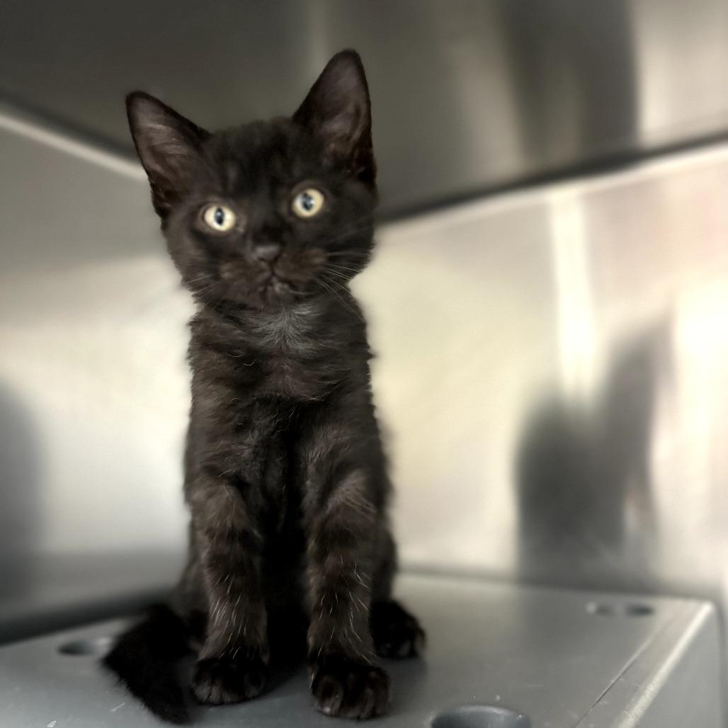 Turkey Leg (25-10582F)