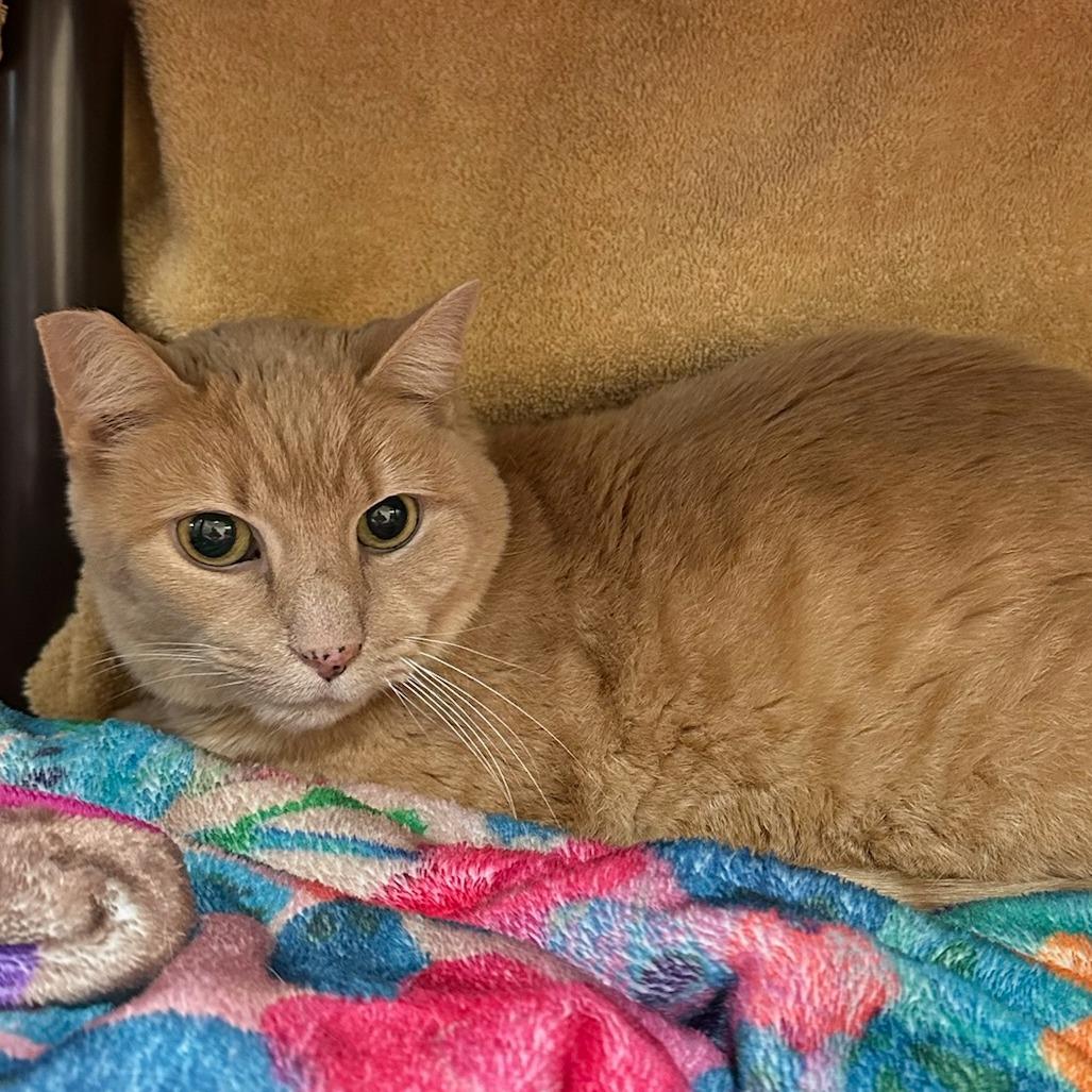 Butterscotch-50% OFF!-in foster