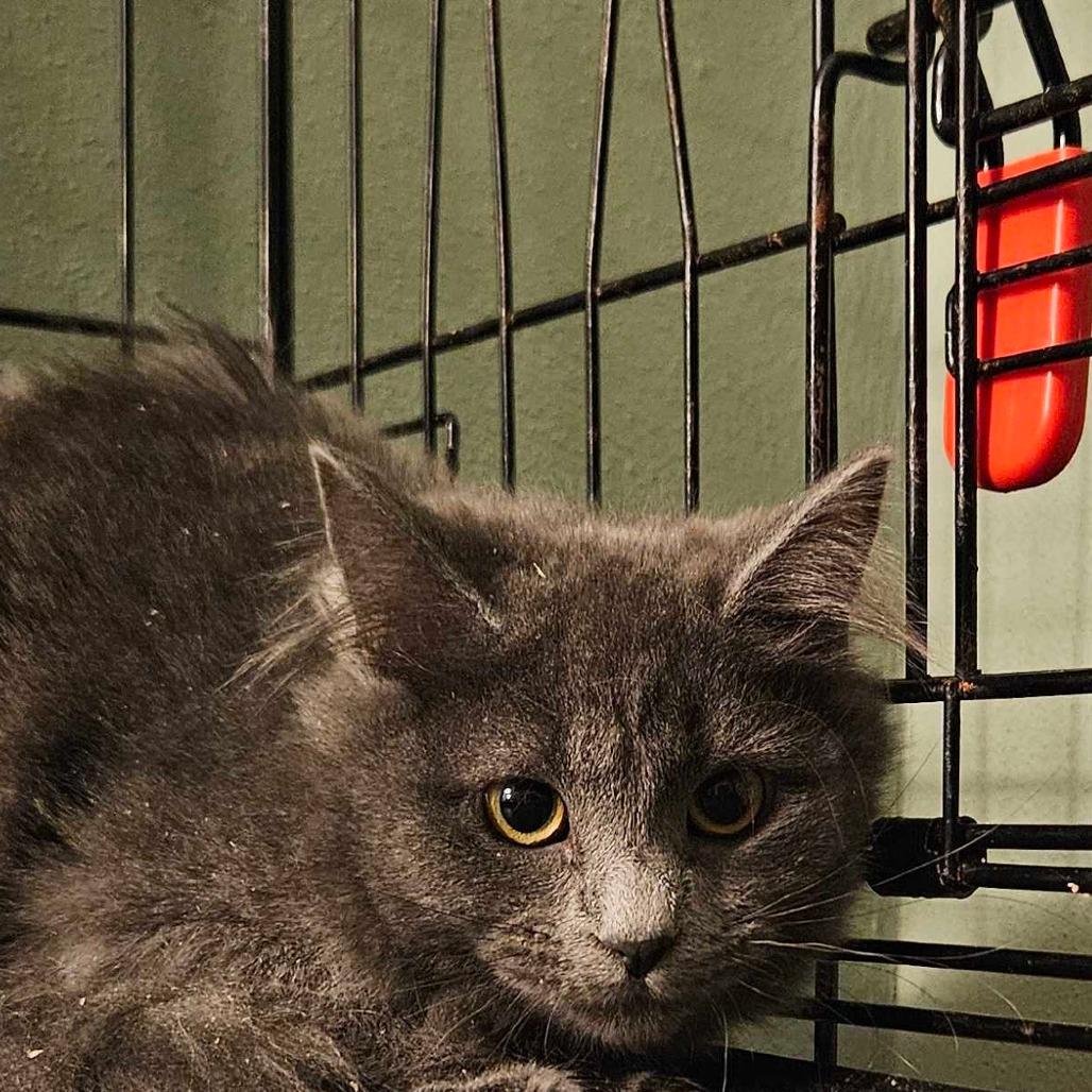 Miss Ashley FC Sandy T