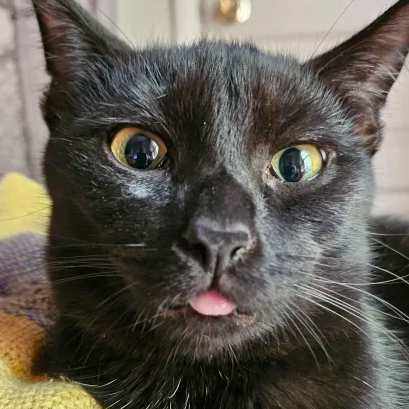 Nightshade (bonded with Chex)