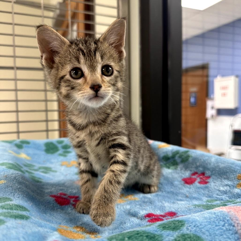 Sticky Bun (25-11787B)