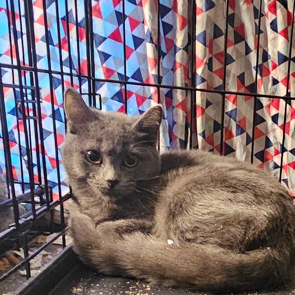 Clementine FC Sandy T