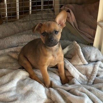 Brownie-In Foster