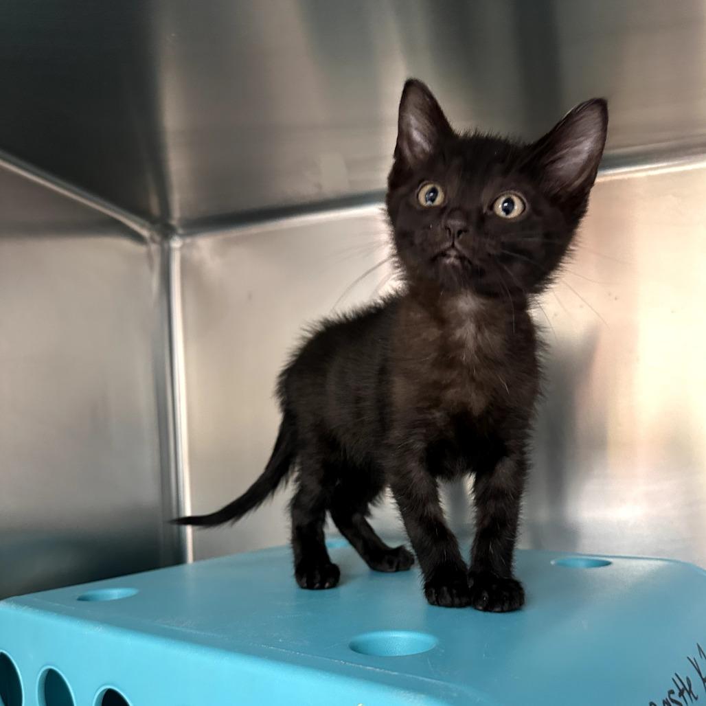 Turducken (25-10582E)