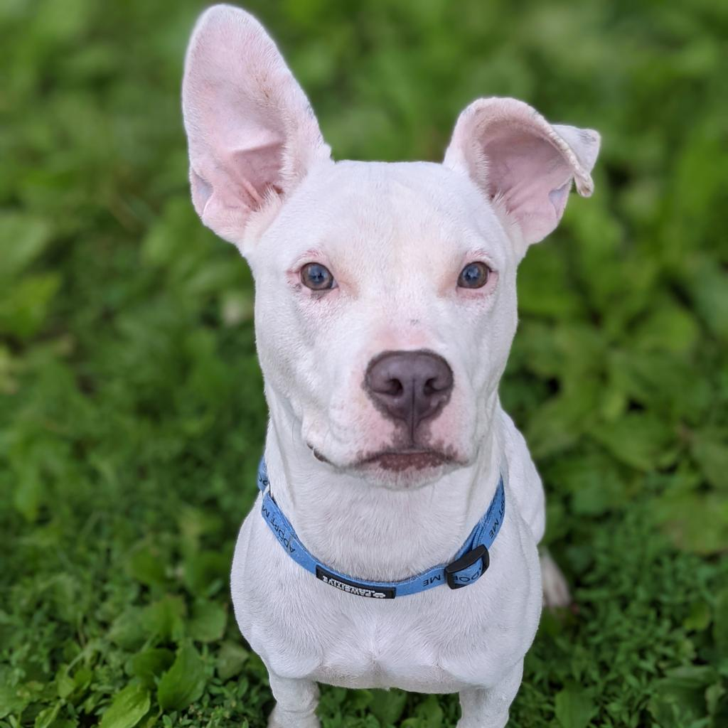 Pepper (fka Glimmer)