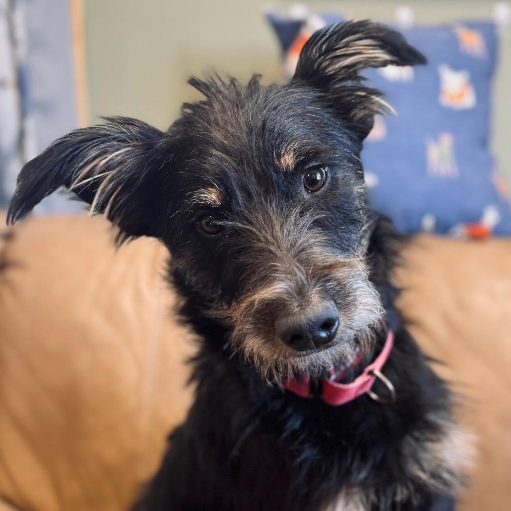 Scruffy Joe (Rhett Butler)