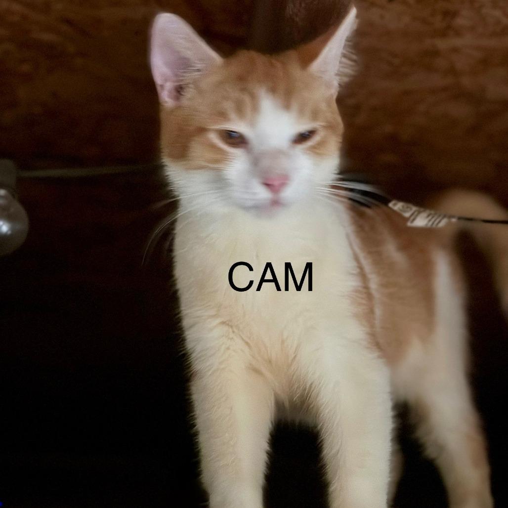 Cam