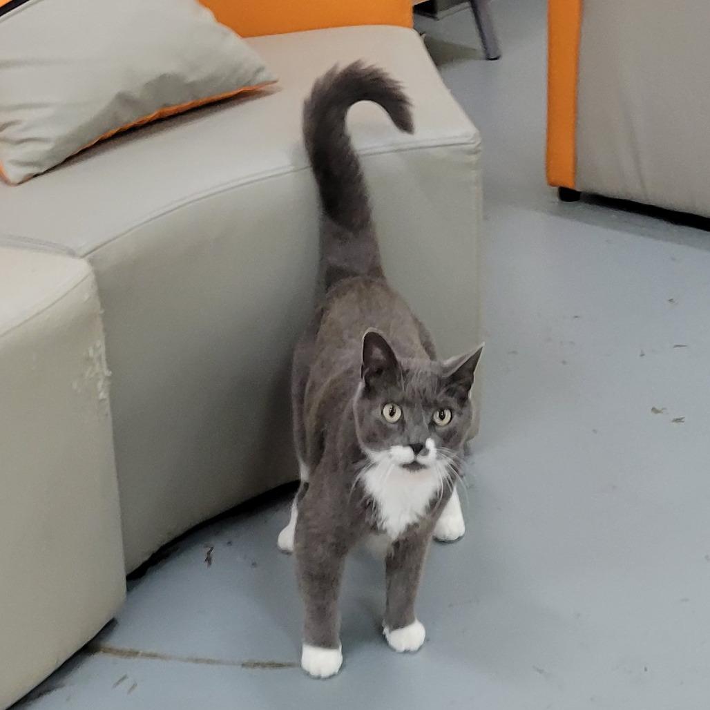 Lucky @PAWZ pet cafe