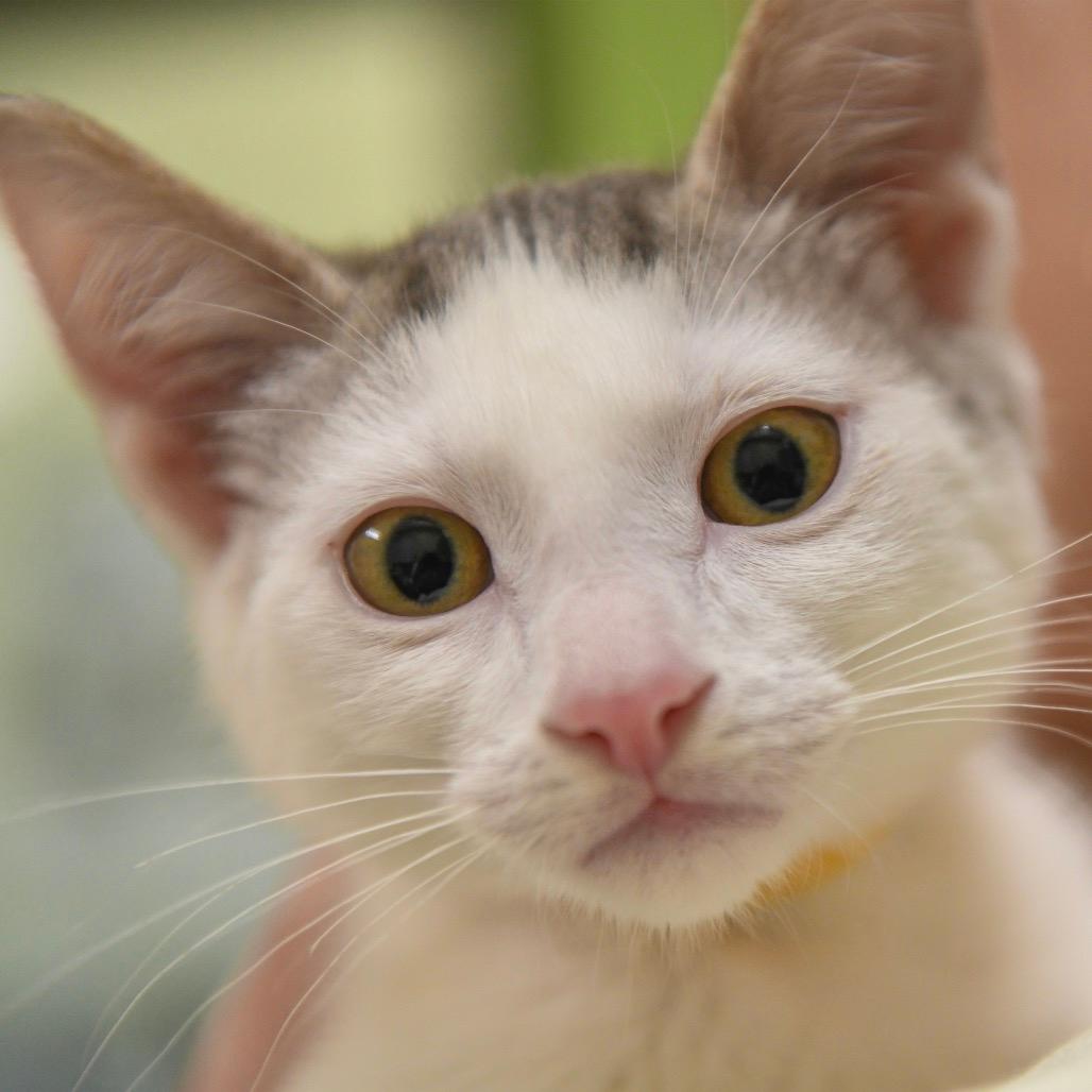 Hammerhead (yellow collar)